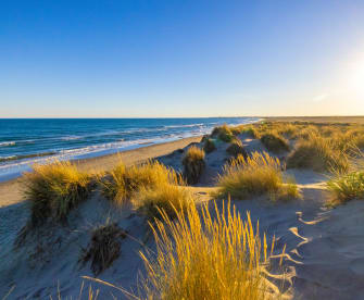 Marramgras wächst am Meeresufer am Strand. © SimonSkafar/iStock / Getty Images Plus via Getty Images
