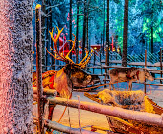 Rentiere in Rovaniemi, Lapland.