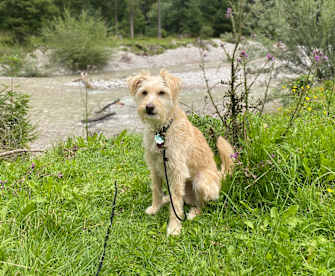 Wanderung mit Hund Merlin um den Achensee