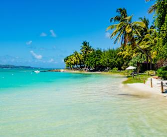 Ein Strand voller Palmen