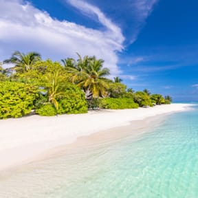 Ein tropischer Strand mit Palmen und türkisfarbenem Wasser auf den Malediven.