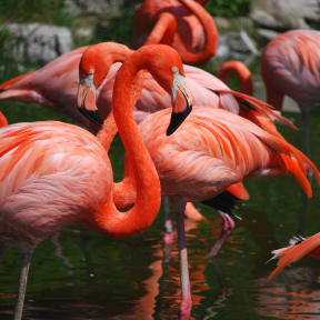 Mehrere Flamingos in Nahaufnahme.