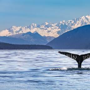 Imposanter Anblick: Ein Wal in freier Natur. © iStock via Getty/Martina Birnbaum