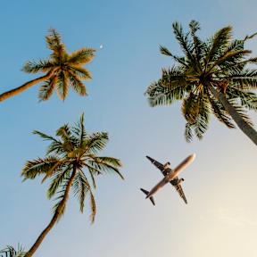 Flugzeug im Himmel über Palmen