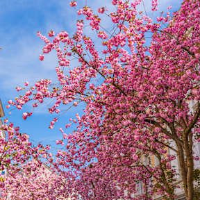 Rosafarbene Kirschblütenbäume in einer Straße.