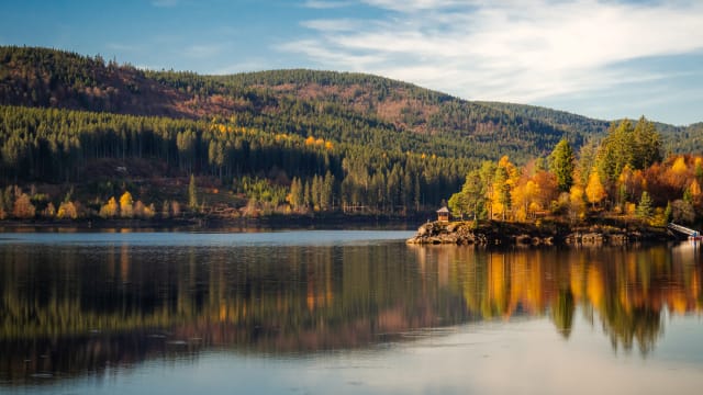 Herbstlicher Wald am Schluchsee im Schwarzwald.