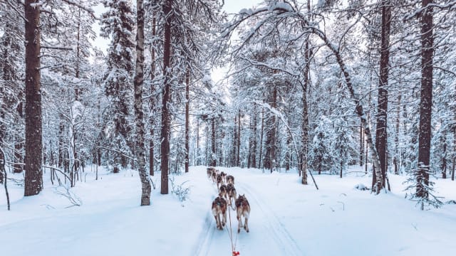 Husky Hundeschlitten im Schnee in Lappland, Finnland