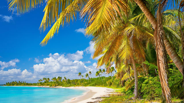 Strand mit Palmen auf der Insel Saona, Dominikanische Republik