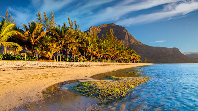 EIn Strand mit Palmen und einem Berg im Hintergrund