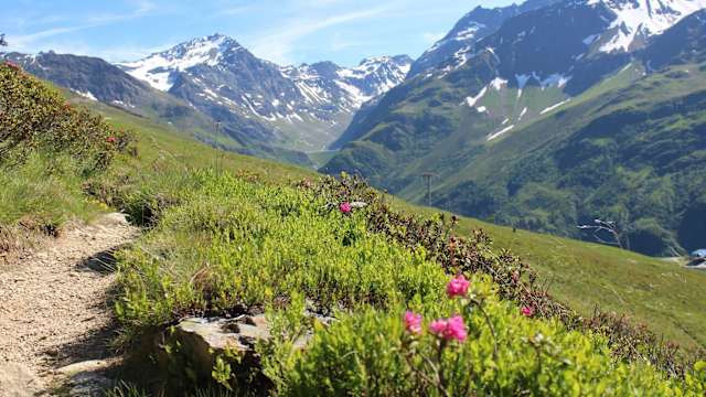 Eine grüne Wiese mit Bergen im Hintergrund
