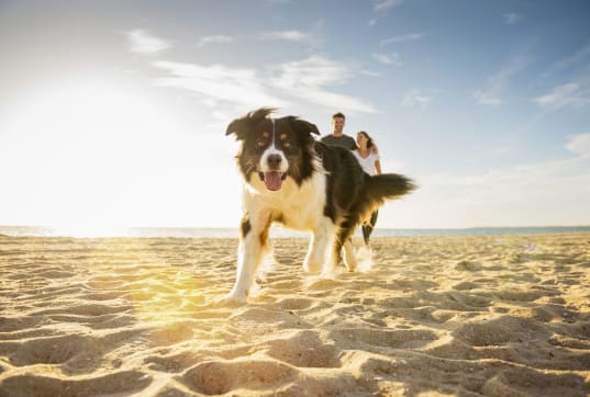 Die besten Hotels für Urlaub mit Hund in Italien