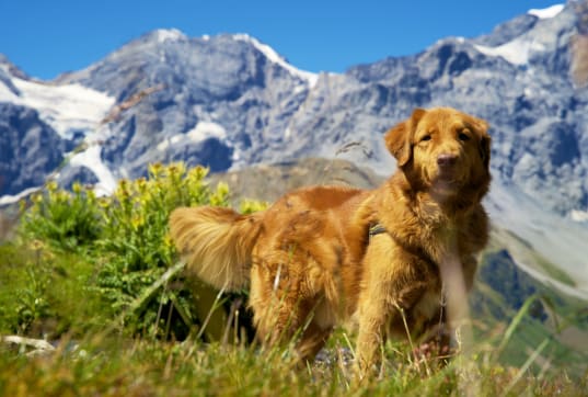 Die besten Hotels mit Hund in Südtirol