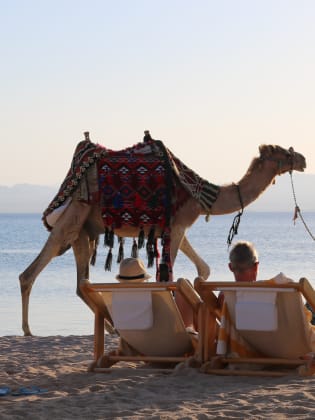 Kamele, Sonne und Strand © Robinson Club