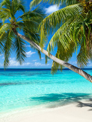 Palmenstrand, Malediven