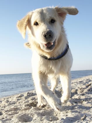 Hund am Strand ©Asa Kristensson/Johner Images Royalty-Free via Getty Images