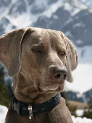 Ein Hund sitzt im Schnee, sein Gesicht ist von Schneeflocken bedeckt. Im Hintergrund eine weite Winterlandschaft.