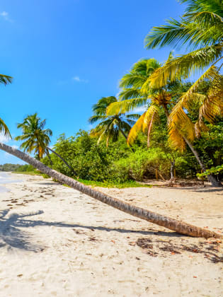 Palme am Strand, Martinique