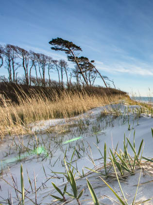 Dünen auf Usedom © haiderose - stock.adobe.com