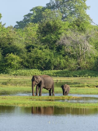 Elefanten in Nationalpark © FrankvandenBergh/E+ via Getty Images