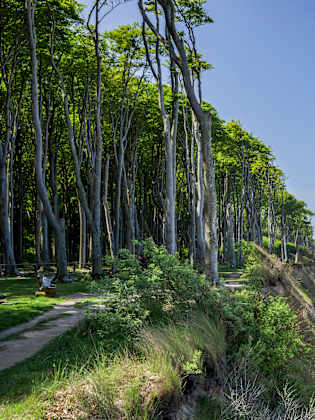 Langer Sandstrand am Meer mit Spaziergängern und einem Wald