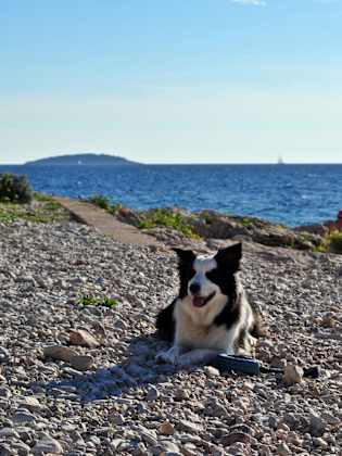 Hund am Kiesstrand ©kacege photography/Moment via Getty Images