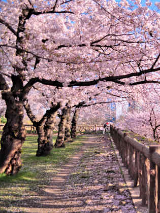 Kirschblüten in einem Parkl