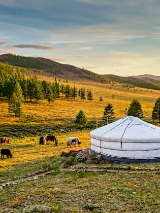 Eine Jurte in einer hügeligen Steppenlandschaft. Davor weiden Kühe.