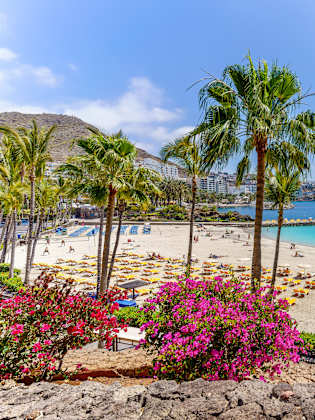 Blühende Pflanzen und Liegen für UrlauberInnen am Anfi Strand auf Gran Canaria