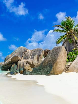 Ein Strand mit großen Felsen und einer Palme.