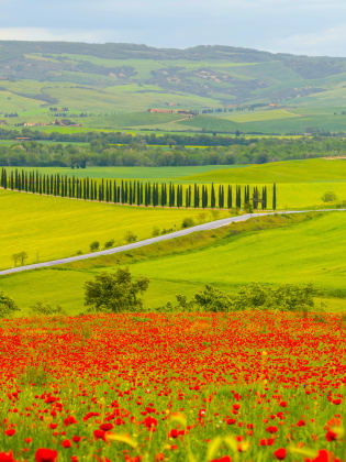 Ein Haus umgeben von Zypressen im Val d’Orcia Tal, Italien.