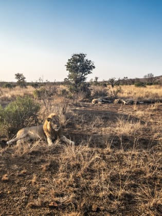 Ein Safari-Jeep fährt an einer Gruppe liegender Löwen vorbei.