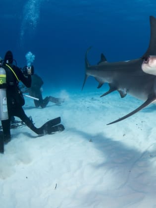 Ein Hammerhai vor einer Runde Tauchern in den Bahamas.