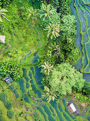 Blick aus der Vogelperspektive auf die Reisterasse auf Bali.