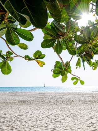 Blick durch die Blätter eines Katappenbaumes auf eine Bucht und Sandstrand