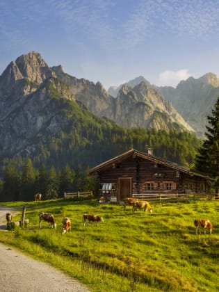 Kühe stehen auf einer Wiese vor einer Hütte und Bergen.