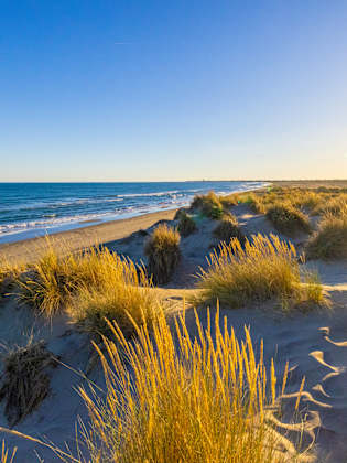 Marramgras wächst am Meeresufer am Strand. © SimonSkafar/iStock / Getty Images Plus via Getty Images