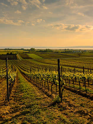 Die Region um Podersdorf © dina - stock.adobe.com