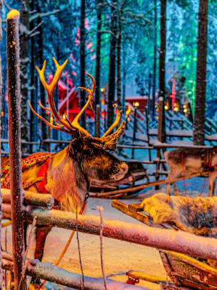 Rentiere in Rovaniemi, Lapland.