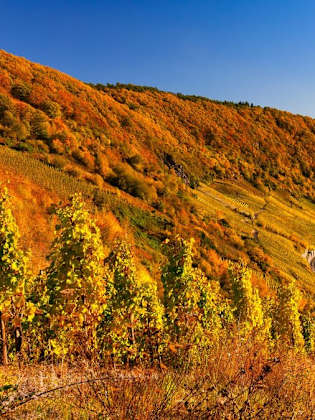 Die Mosel ist eine von Deutschlands beliebtesten Reiseregionen im Herbst. © Bas Meelker/Shutterstock.com