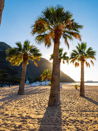 Strand mit Palmen und Kreuzfahrtschiffen am Horizont auf den Kanaren, Spanien.