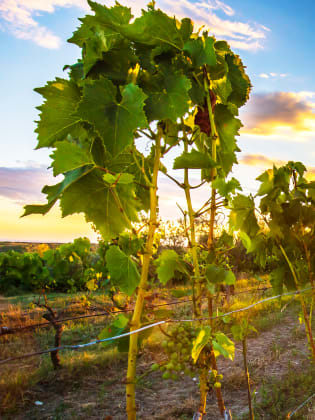 Sonnenuntergang an einem Weinberg in Istrien, Kroatien