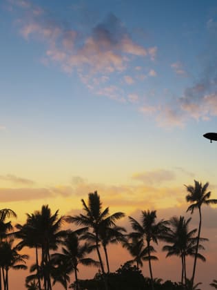 Flugzeug hebt über Palmen ab