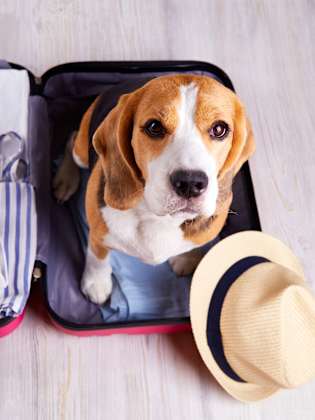 Ein Hund sitzt in einem gepackten Koffer.