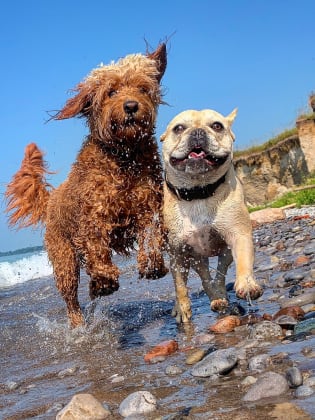 Zwei Hunde springen vergnügt am Strand.