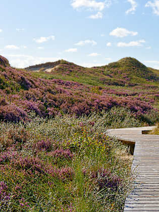 Bohlenweg durch die Heide © Stefan Hack