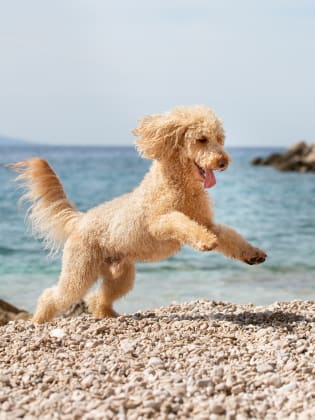 Hund am Strand der Insel Brac, Kroatien.