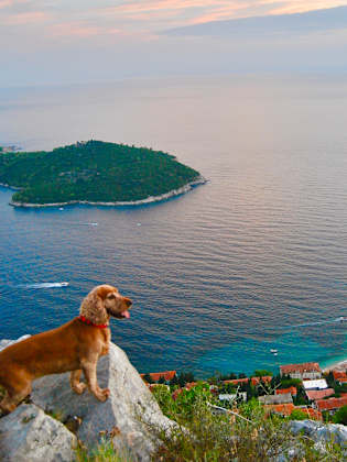 Hund blickt über Dubrovnik, Kroatien