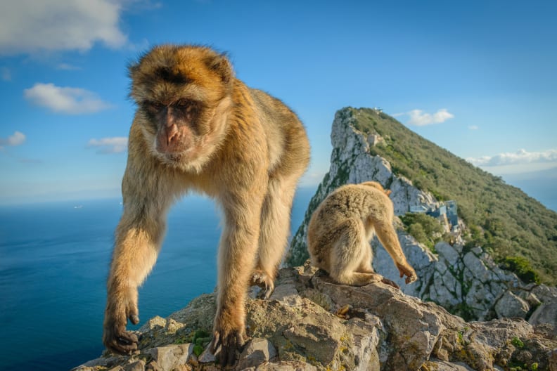 Affen am Fels von Gibraltar, Costa del Sol © sam - stock.adobe.com