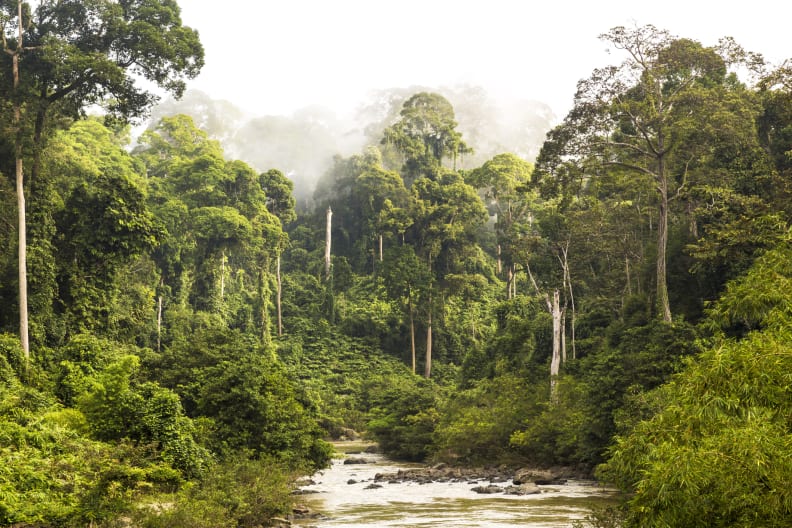 Dschungel, Malaysia © Peter Adams/Stone via Getty Images