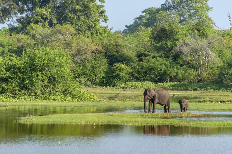 Elefanten in Nationalpark © FrankvandenBergh/E+ via Getty Images